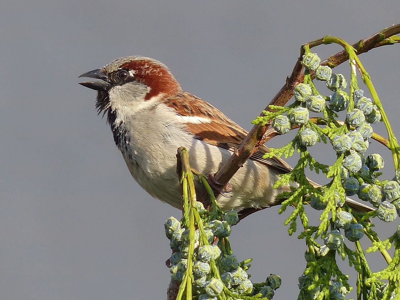 sparrow house sparrow bird free photo