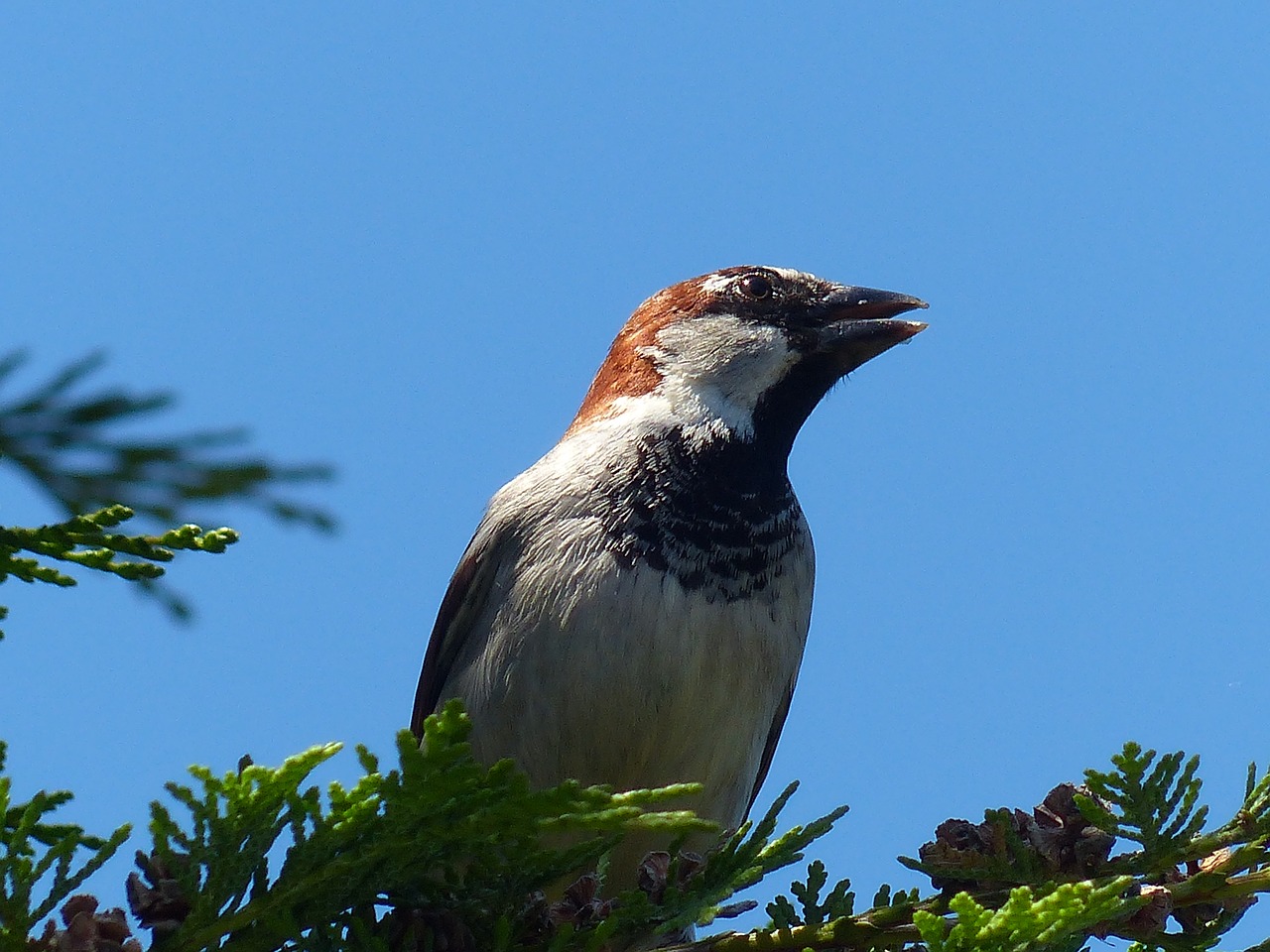 sparrow house sparrow bird free photo