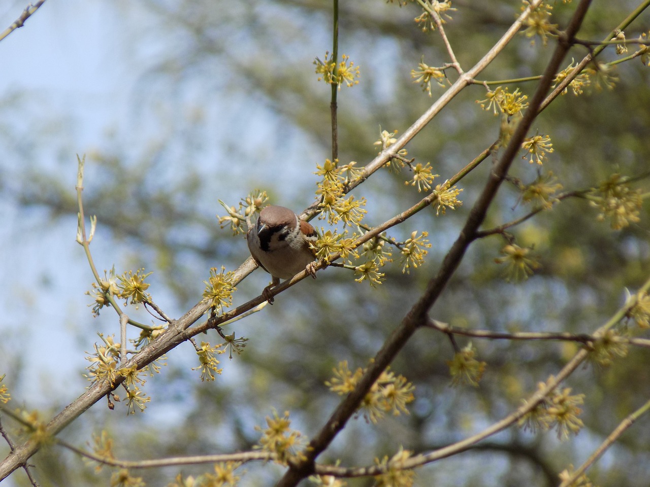 sparrow birdie branch free photo