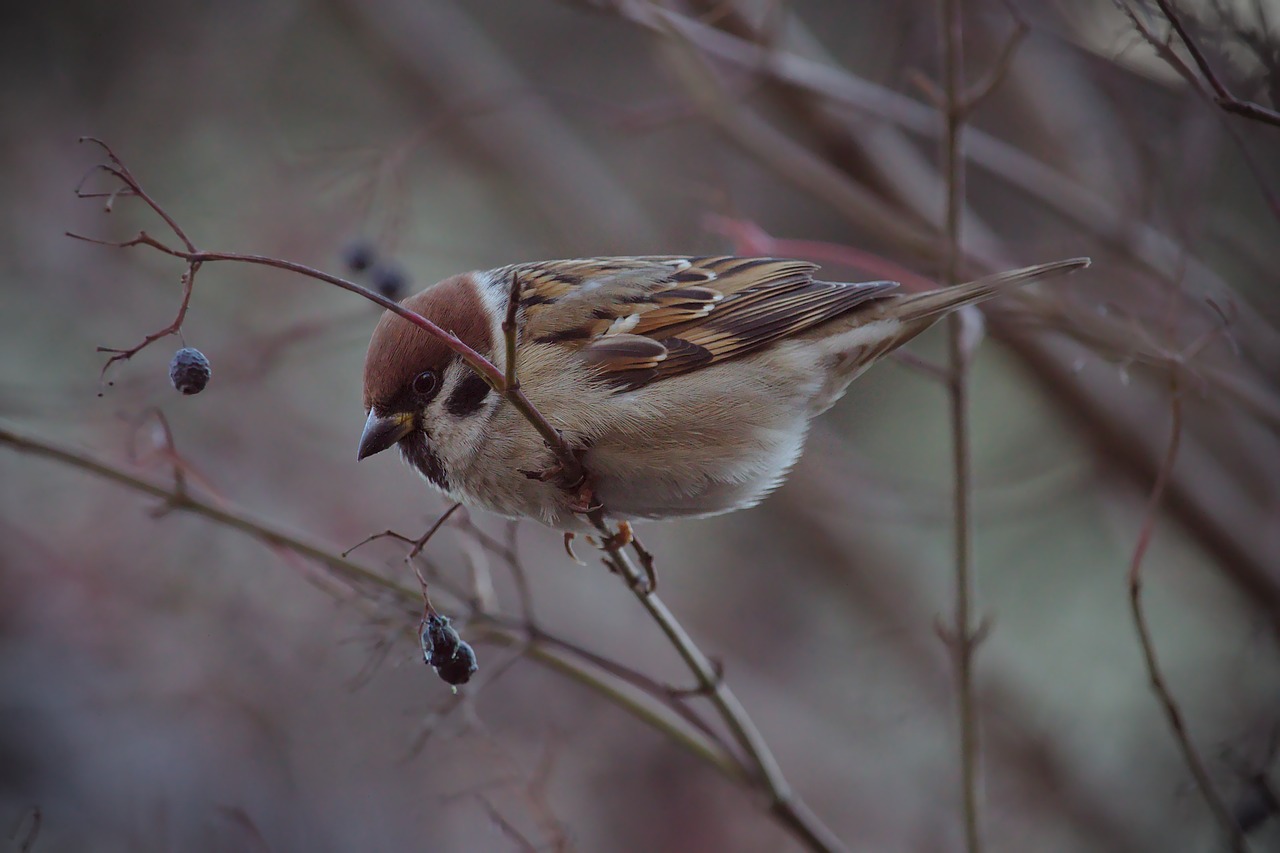 sparrow bird feathered race free photo