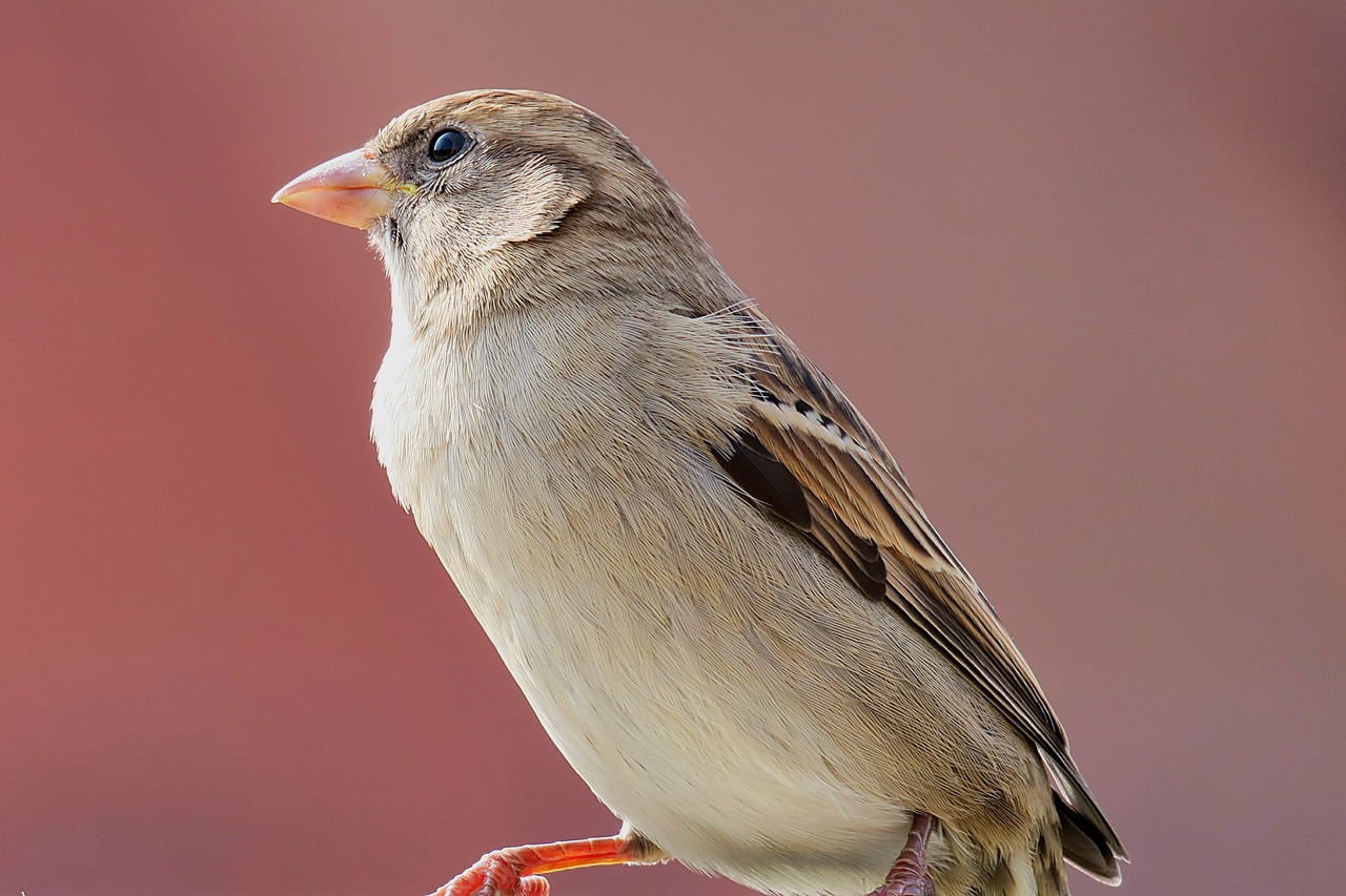 sparrow sperling bird free photo