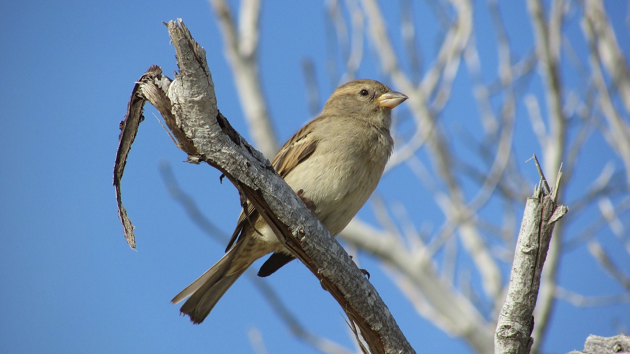 sparrow bird wildlife free photo