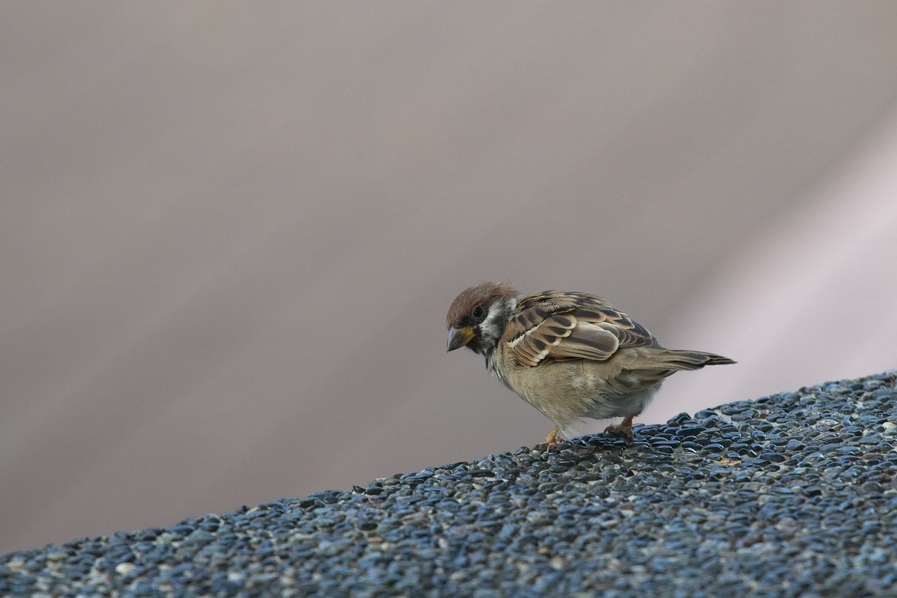 sparrow bird city free photo