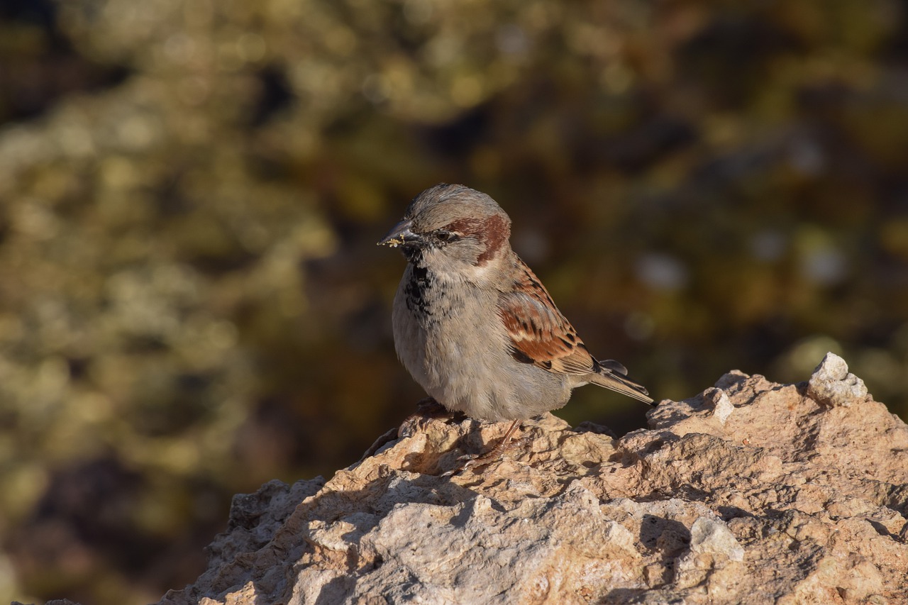 sparrow nature bird free photo