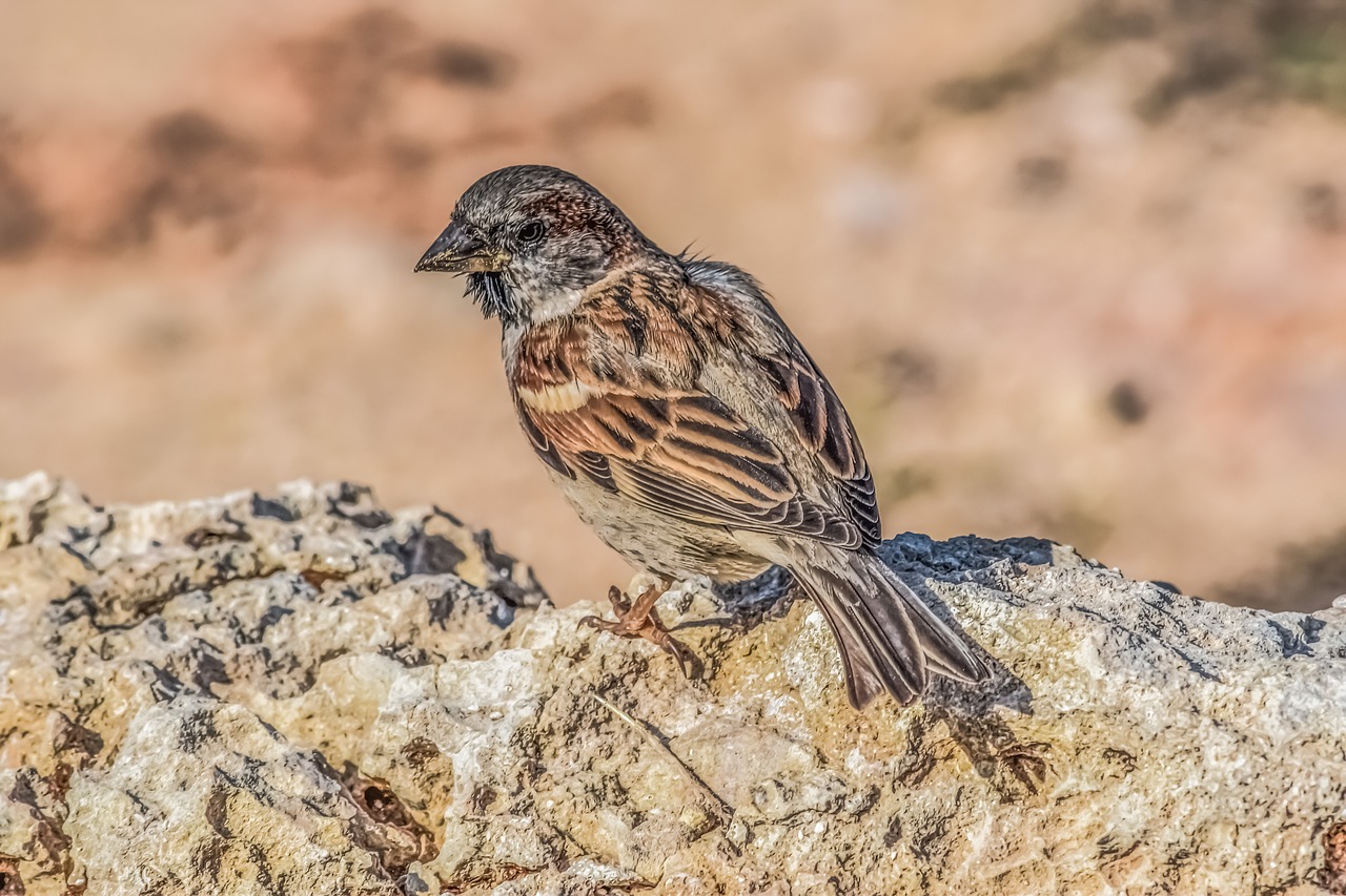 sparrow nature bird free photo