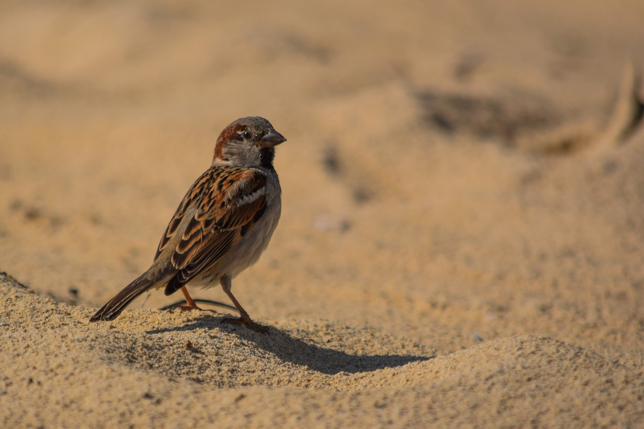 sparrow nature wildlife free photo