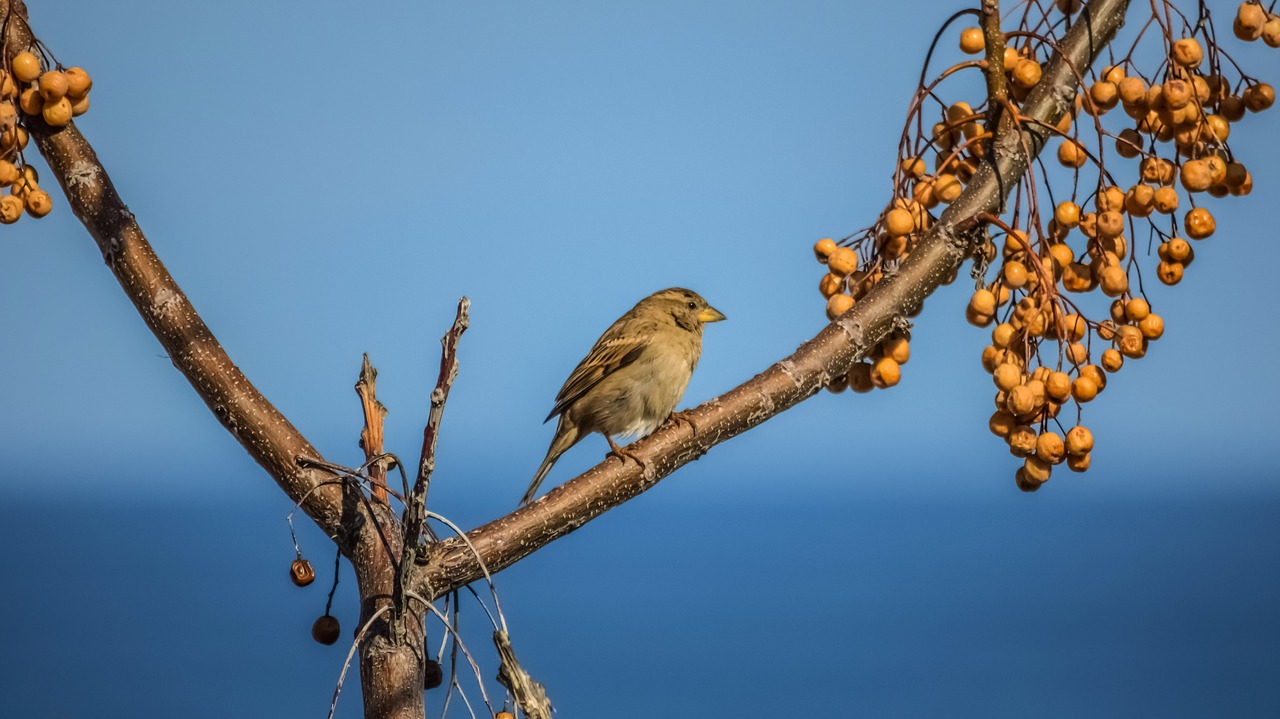 sparrow nature tree free photo