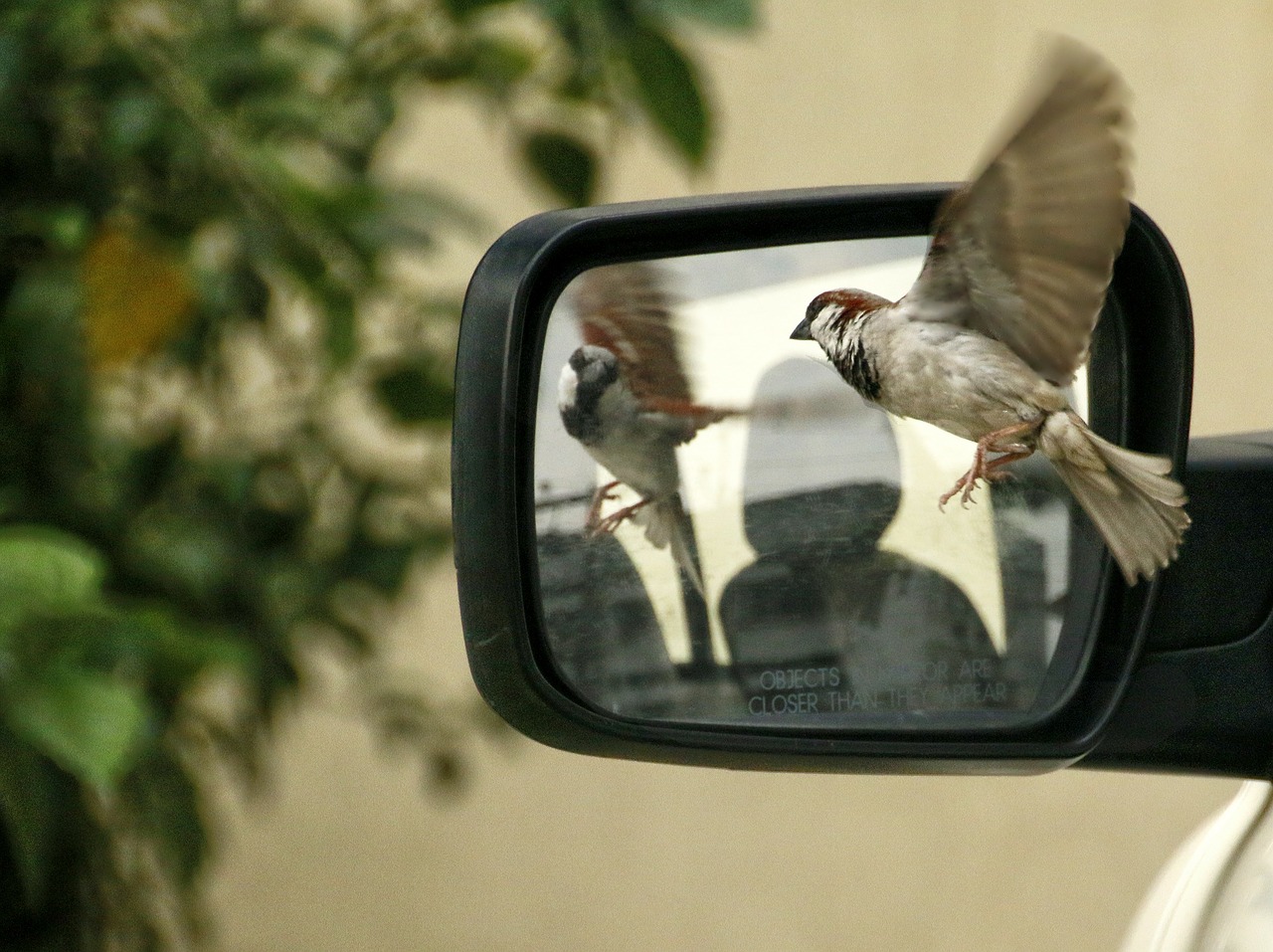 sparrow driving mirror rear view mirror free photo