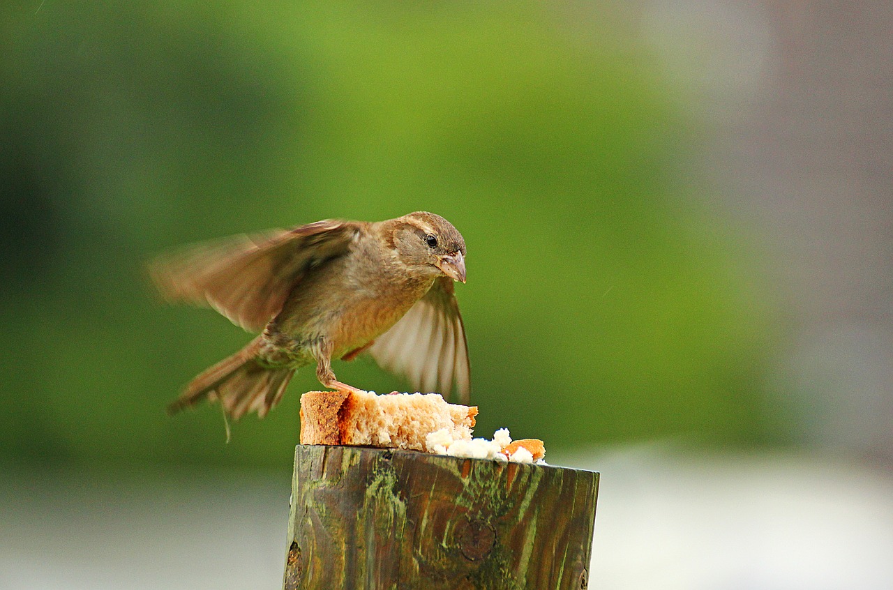 sparrow bird movement free photo