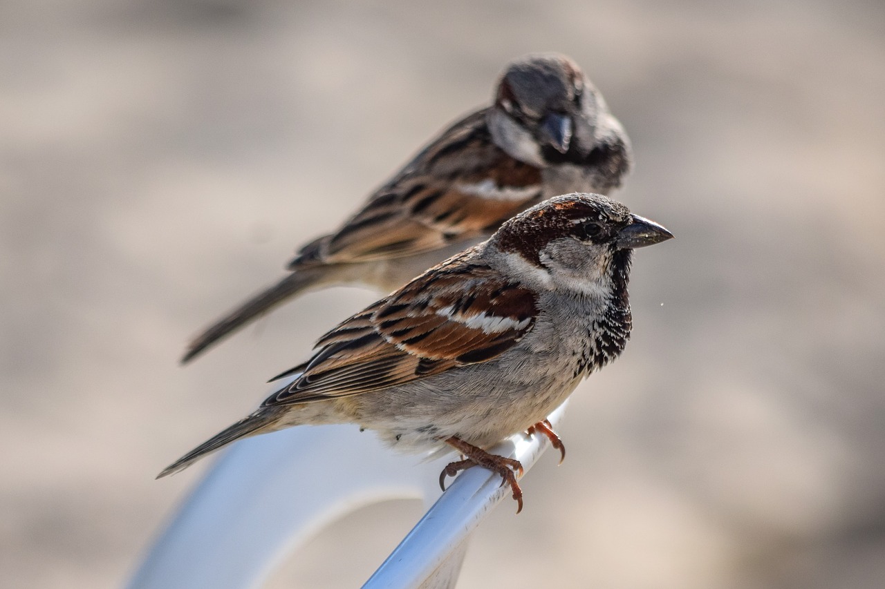 sparrow nature outdoors free photo