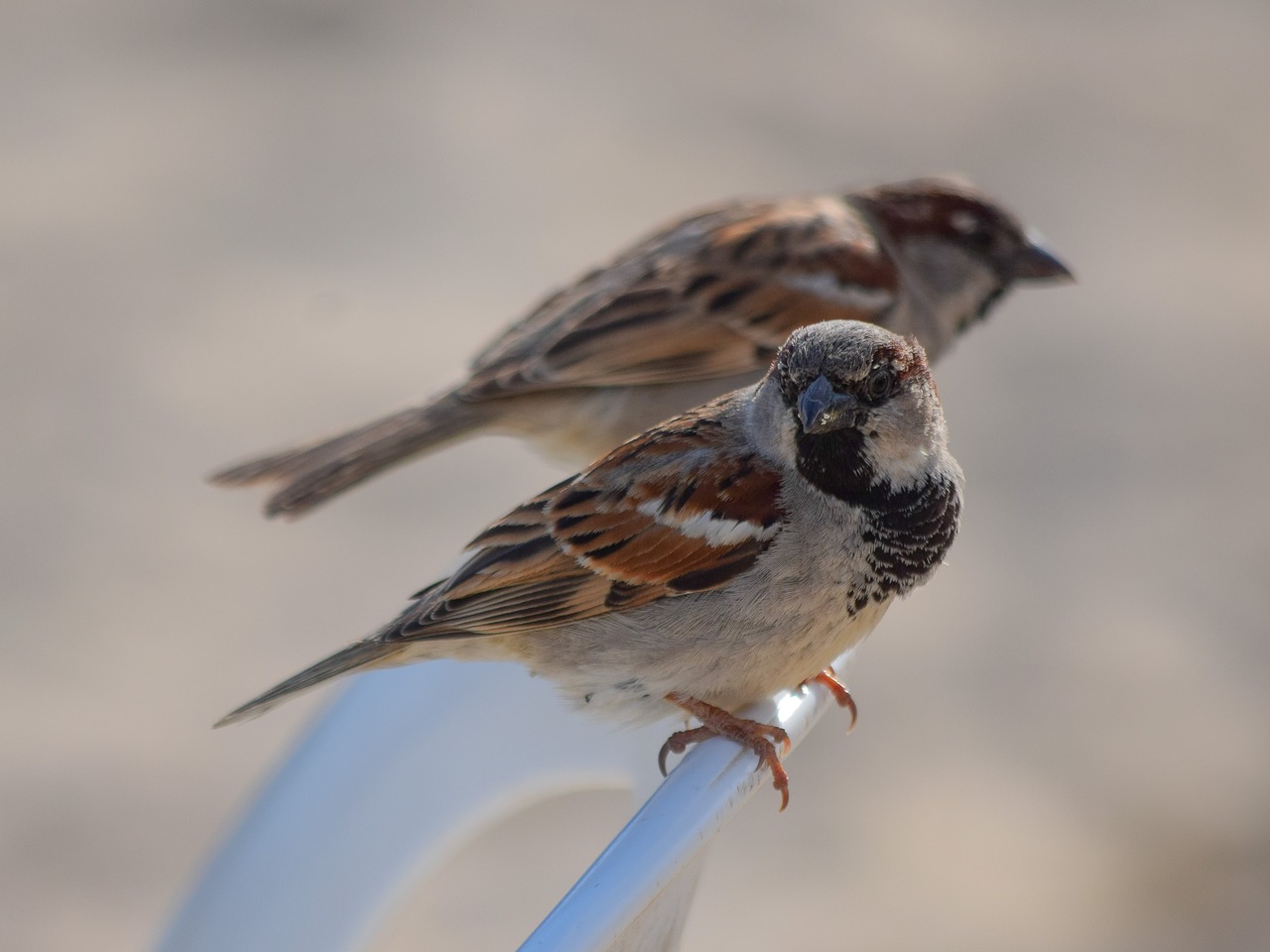 sparrow nature outdoors free photo