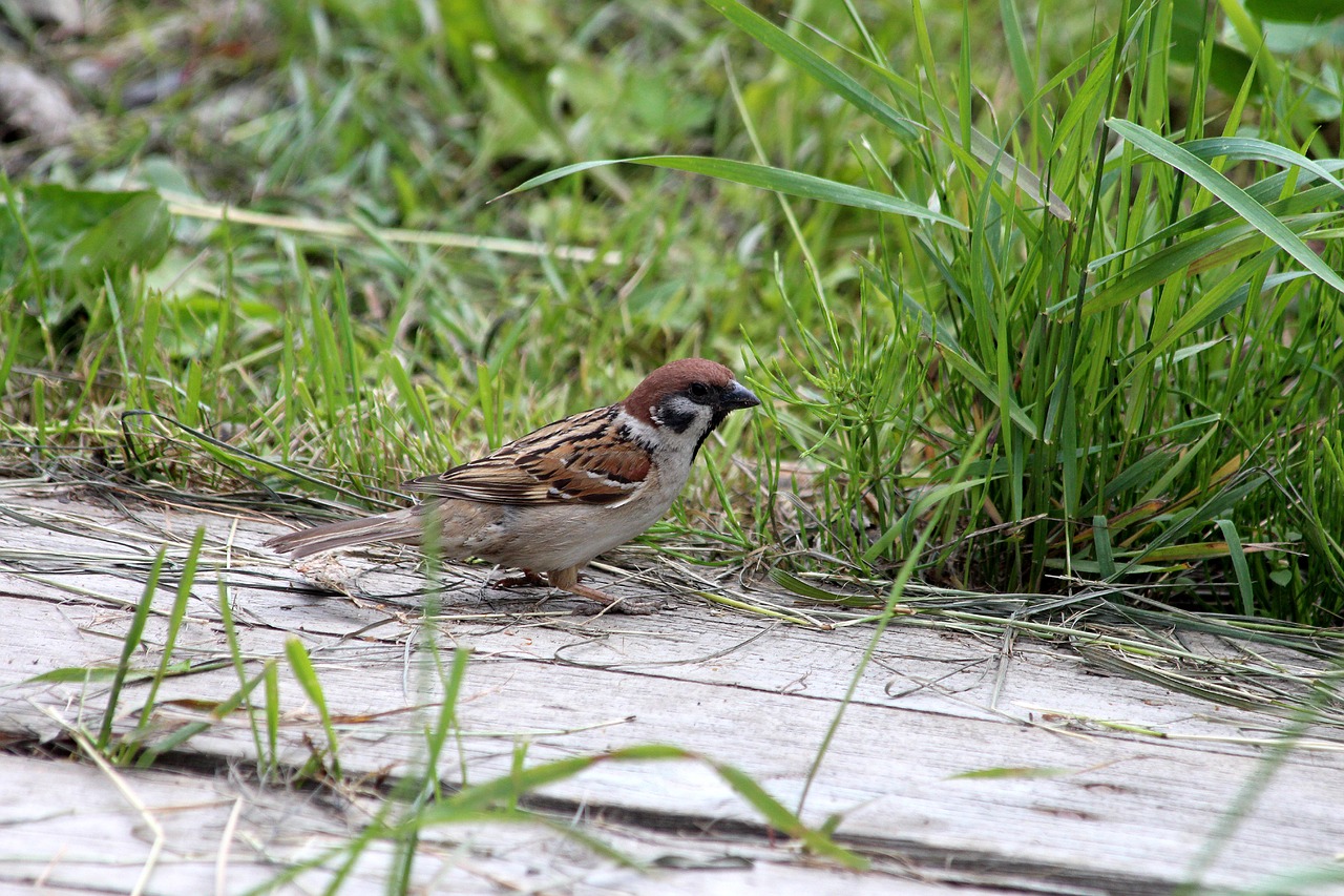 sparrow passer montanus bird free photo