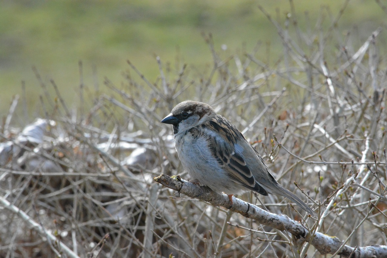 sparrow animal world bird free photo