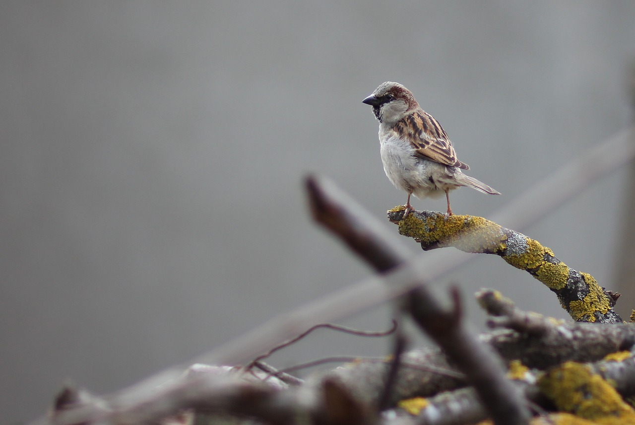 sparrow birds wood free photo