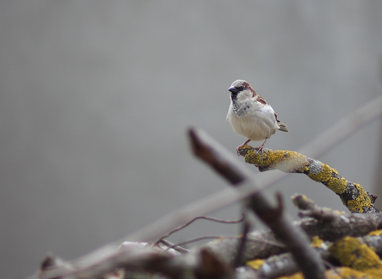 sparrow birds wood free photo