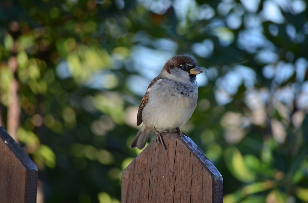 sparrow  nature  bird free photo