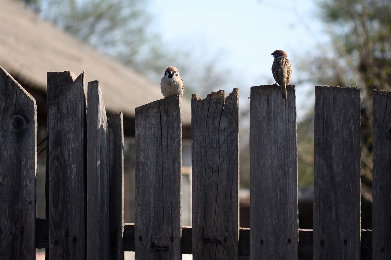 sparrow  pair  fence free photo