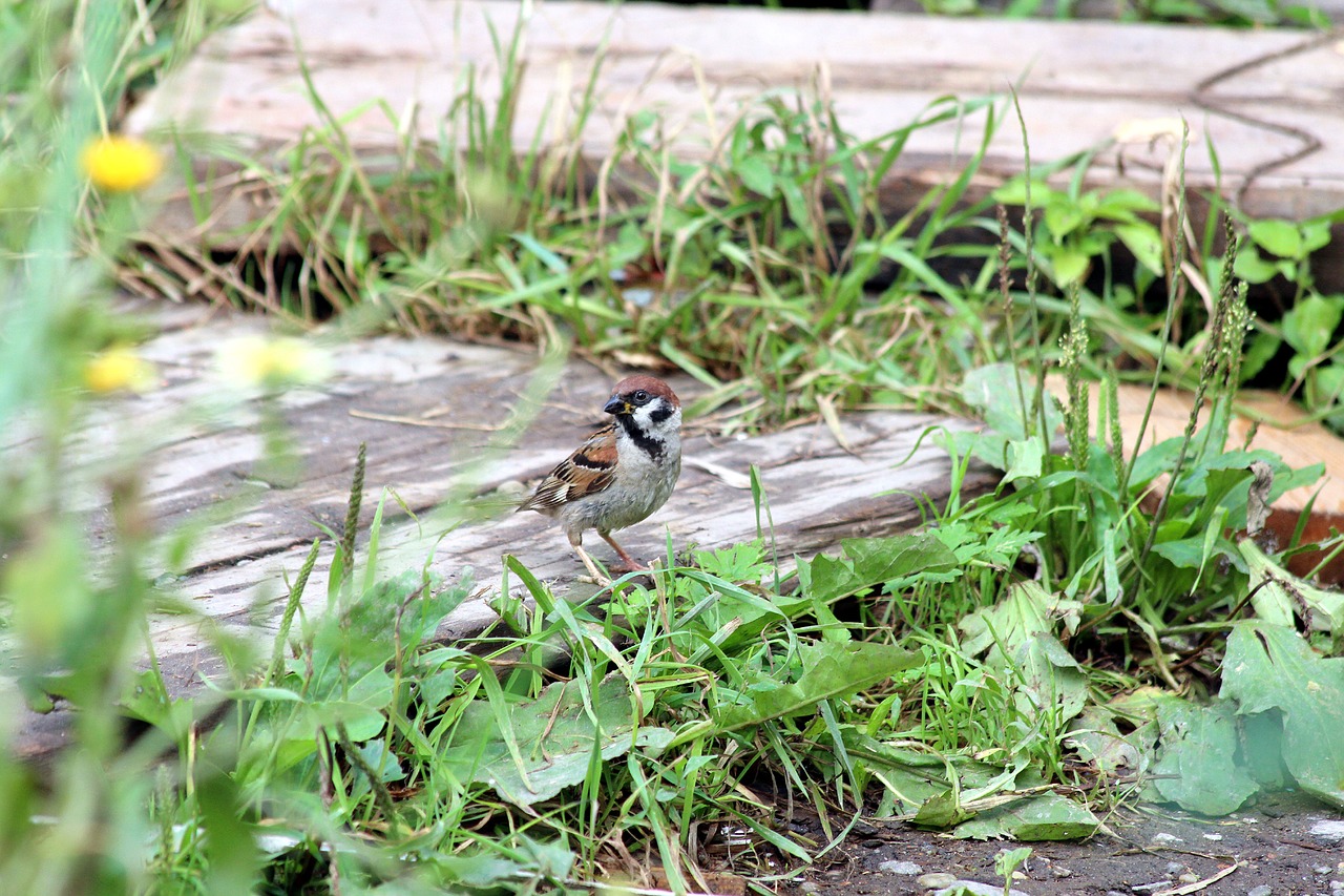 sparrow  passer montanus  nature free photo