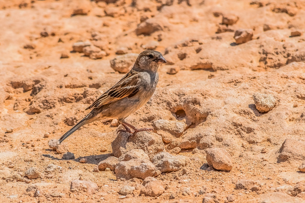 sparrow  nature  wildlife free photo