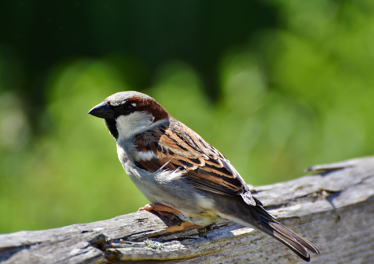 sparrow  sperling  bird free photo