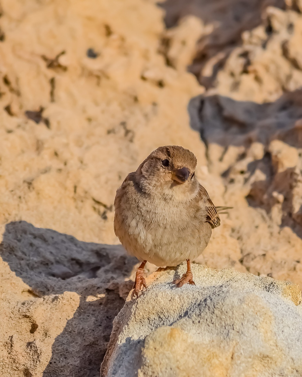 sparrow  wildlife  bird free photo