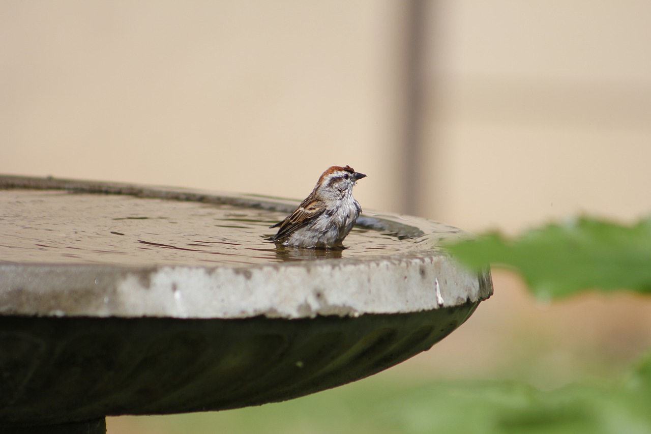 sparrow  bird  bath free photo