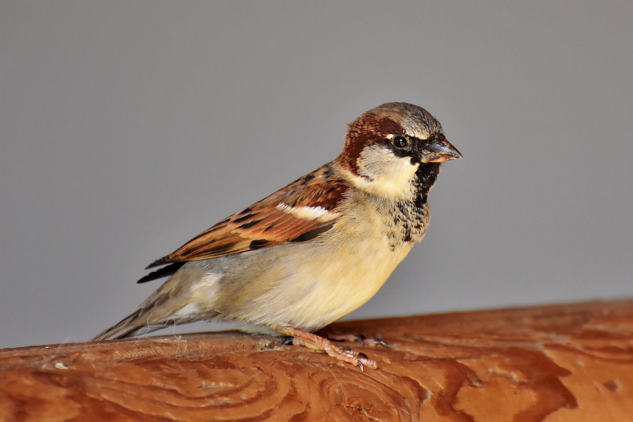 sparrow  sperling  bird free photo