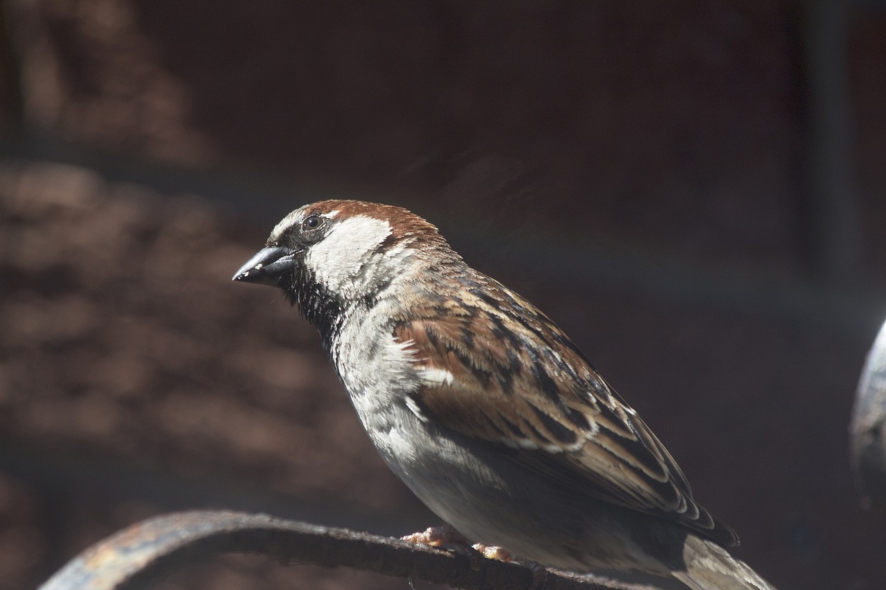 sparrow  tree sparrow  bird free photo