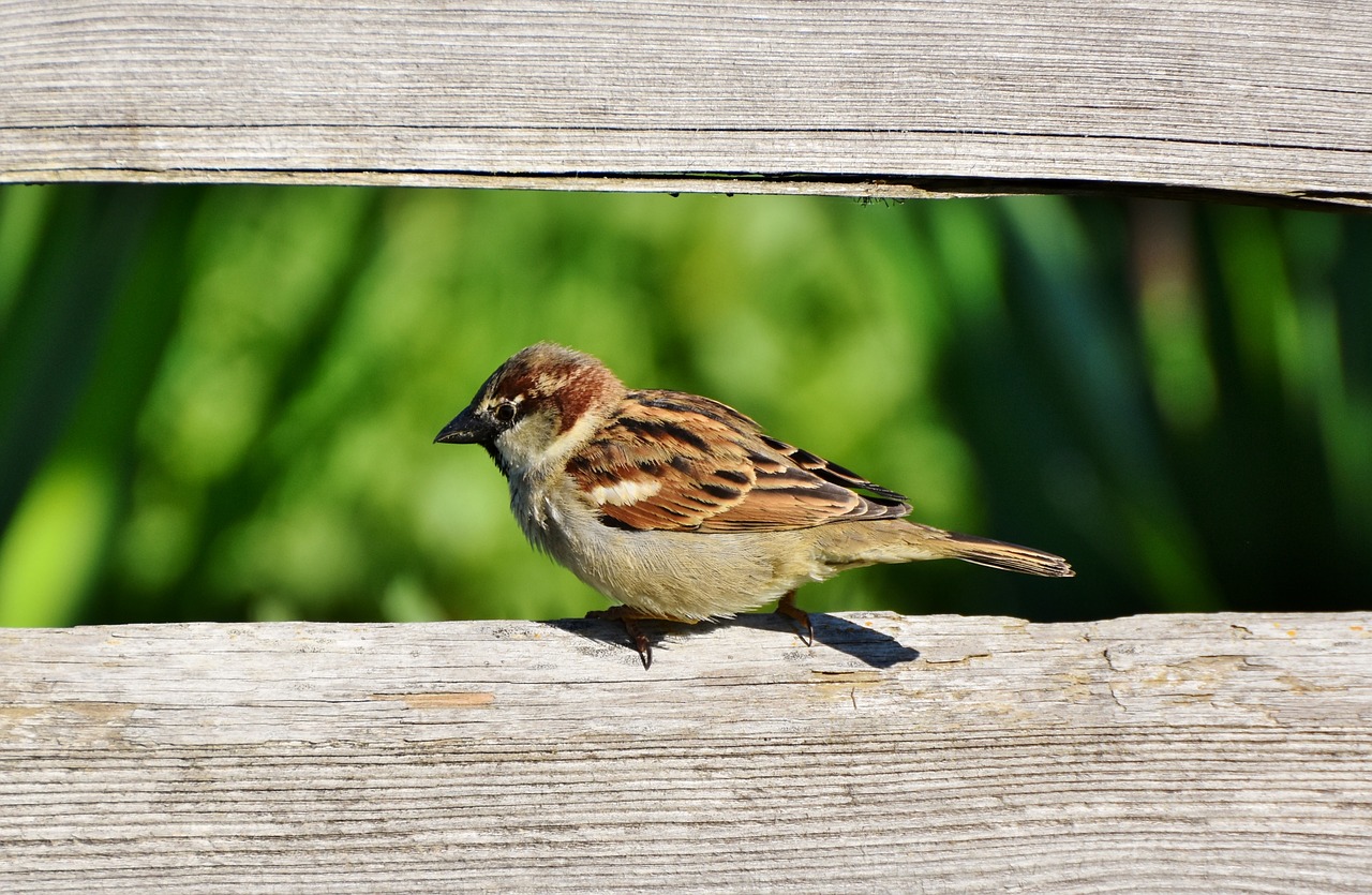 sparrow  sperling  bird free photo