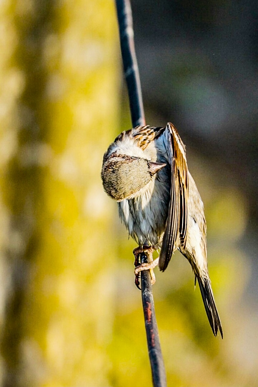 sparrow  bird  wildlife free photo