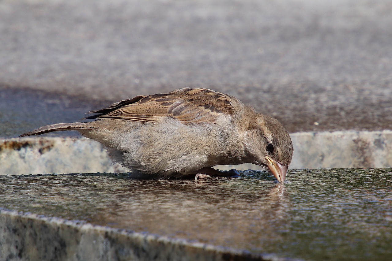 sparrow  house sparrow  sperling free photo