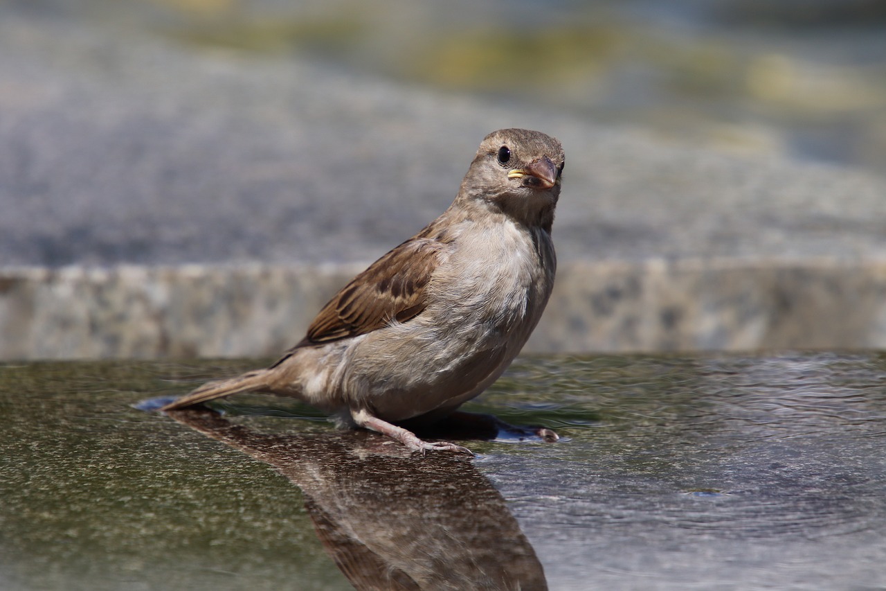 sparrow  house sparrow  sperling free photo