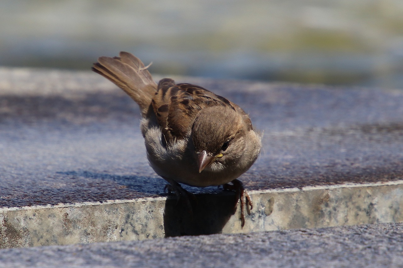 sparrow  house sparrow  sperling free photo