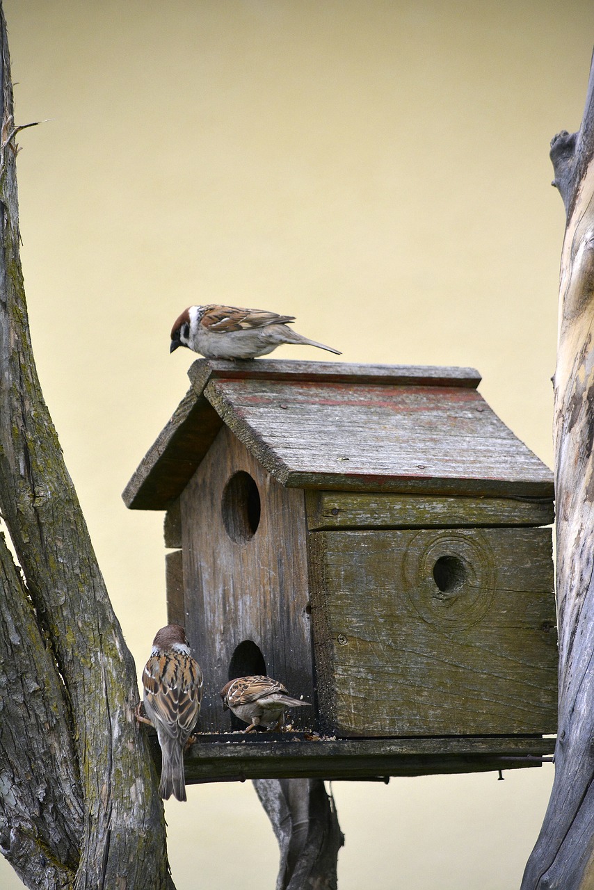 sparrow  bird  wildlife free photo