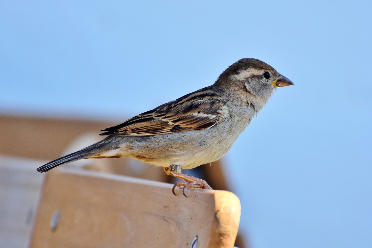 sparrow  sperling  bird free photo