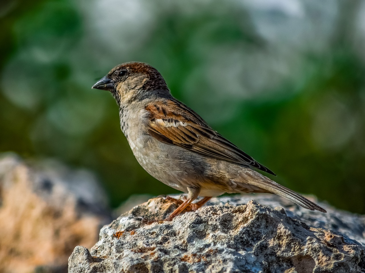 sparrow  nature  wildlife free photo