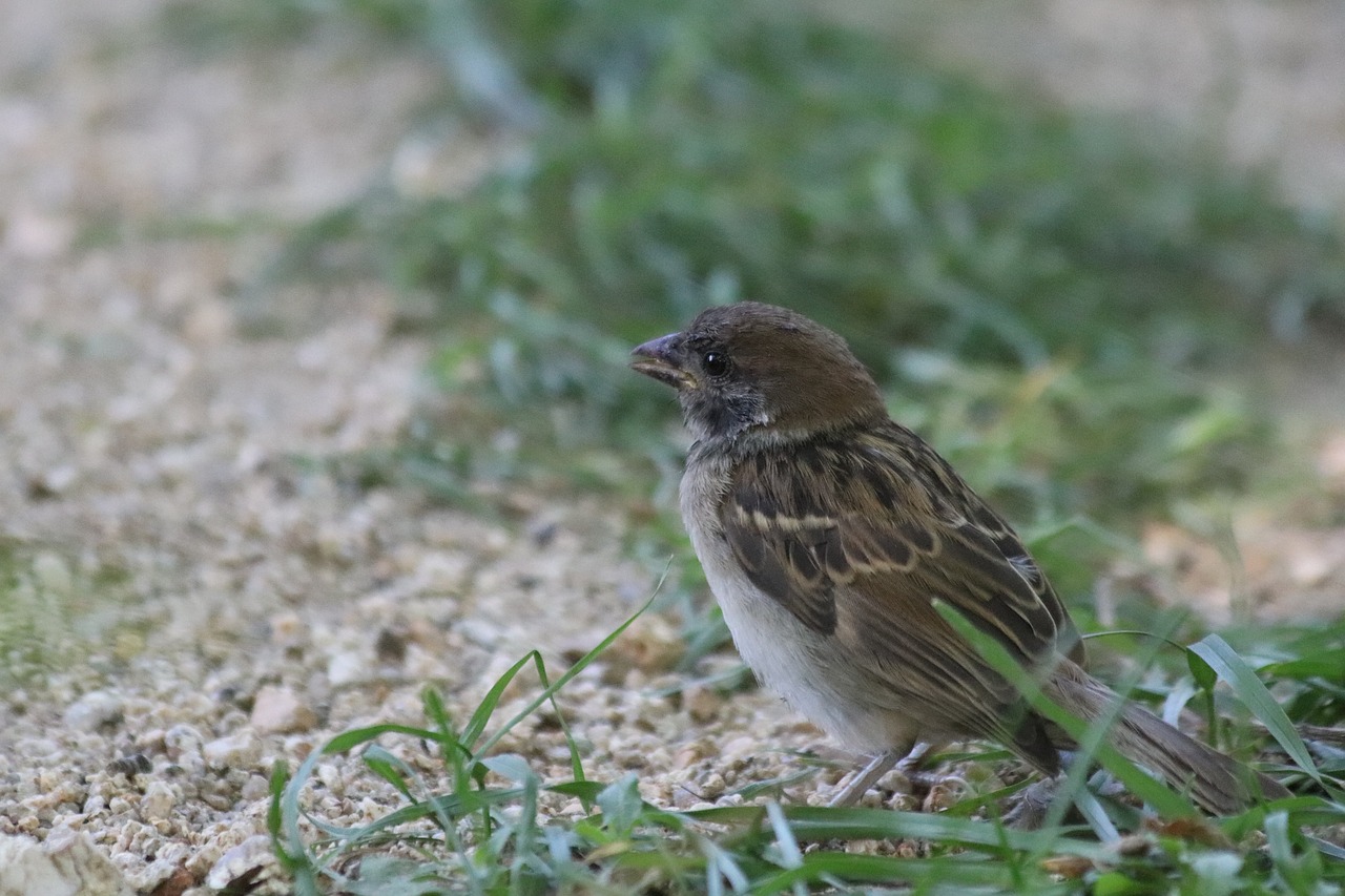 sparrow  new  park free photo