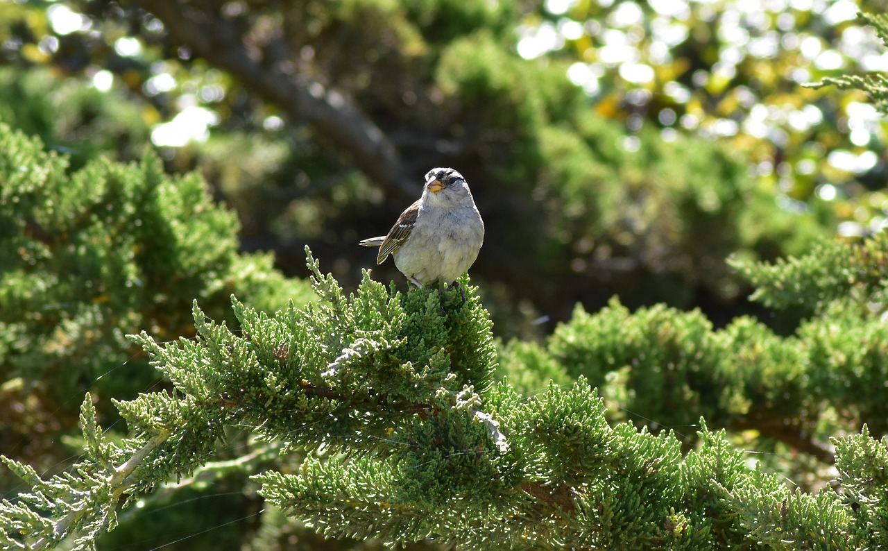 sparrow  bird  nature free photo