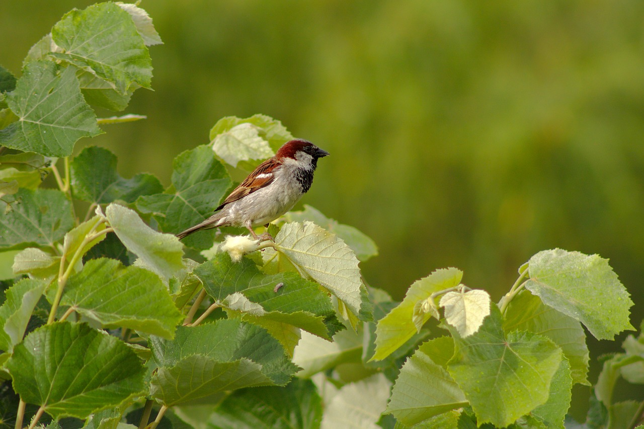 sparrow  bird  animal free photo