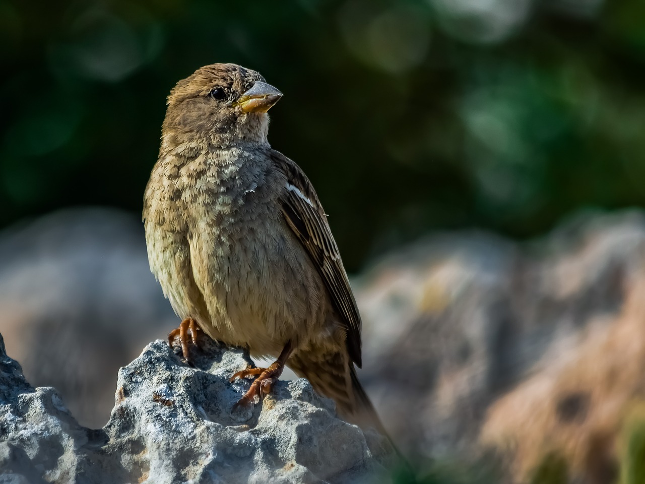 sparrow  nature  wildlife free photo