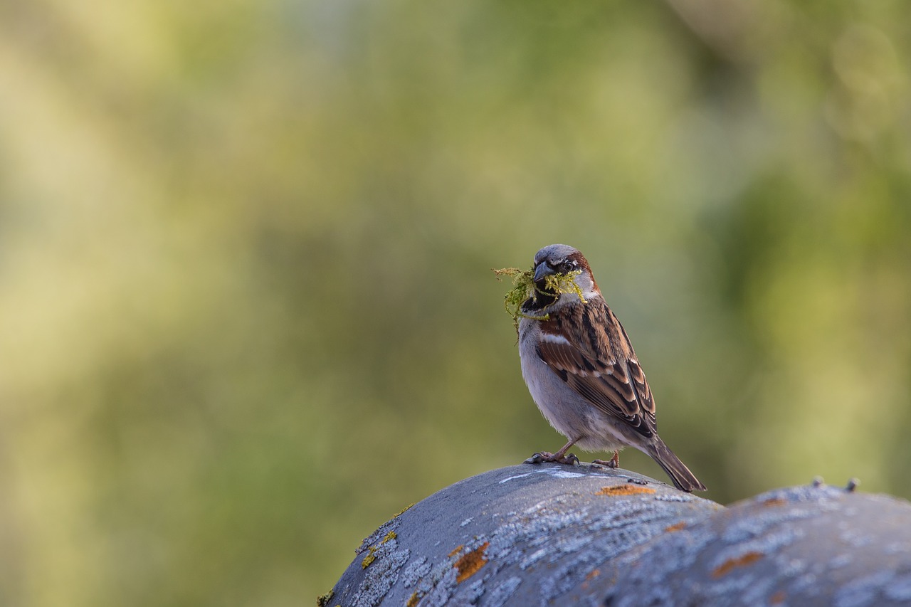 sparrow  bird  sparrows free photo