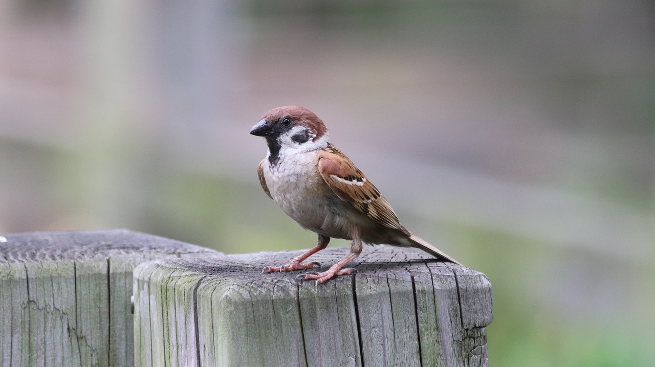 sparrow  birds  outdoors free photo