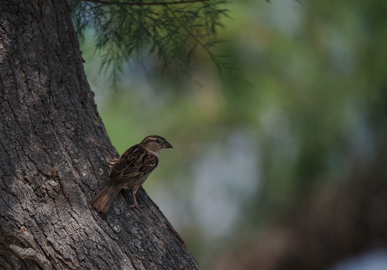 sparrow  bird  camargue free photo