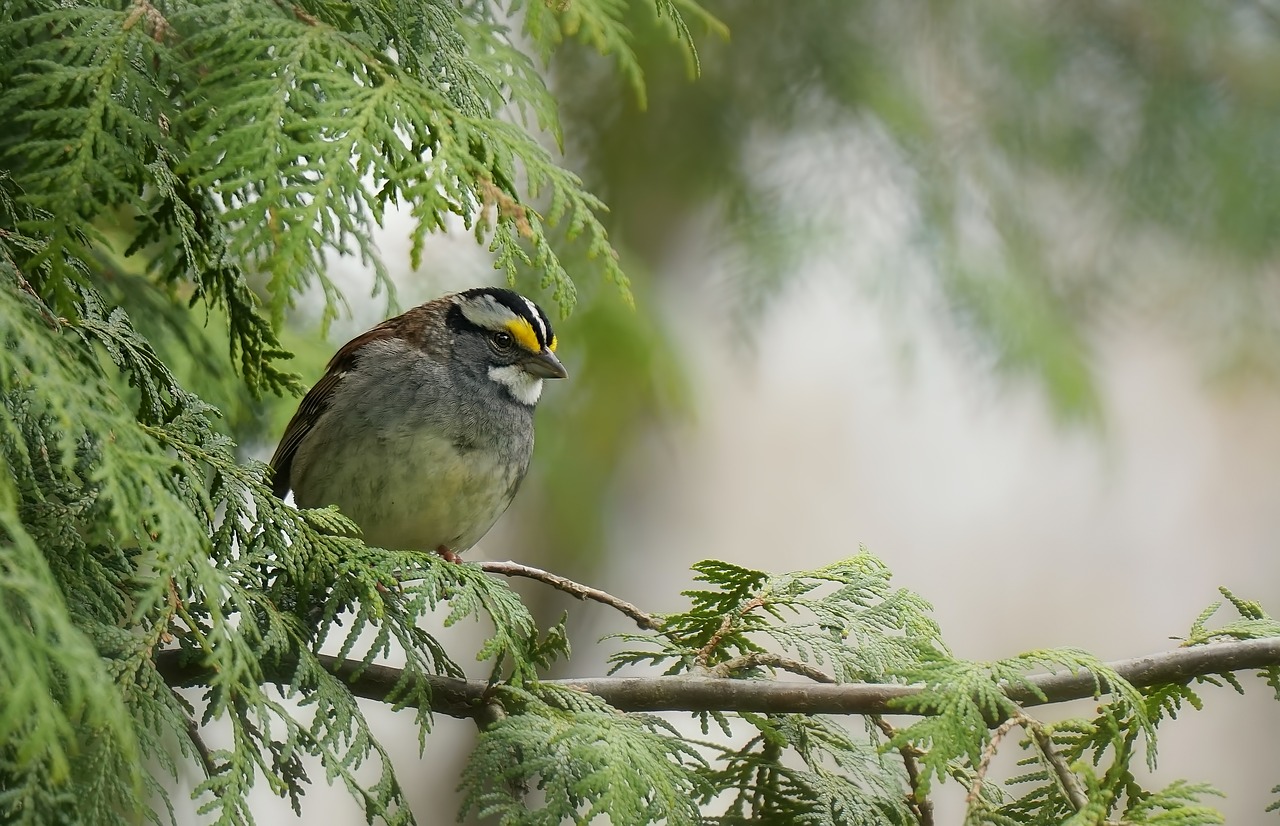 sparrow  birds  forest free photo