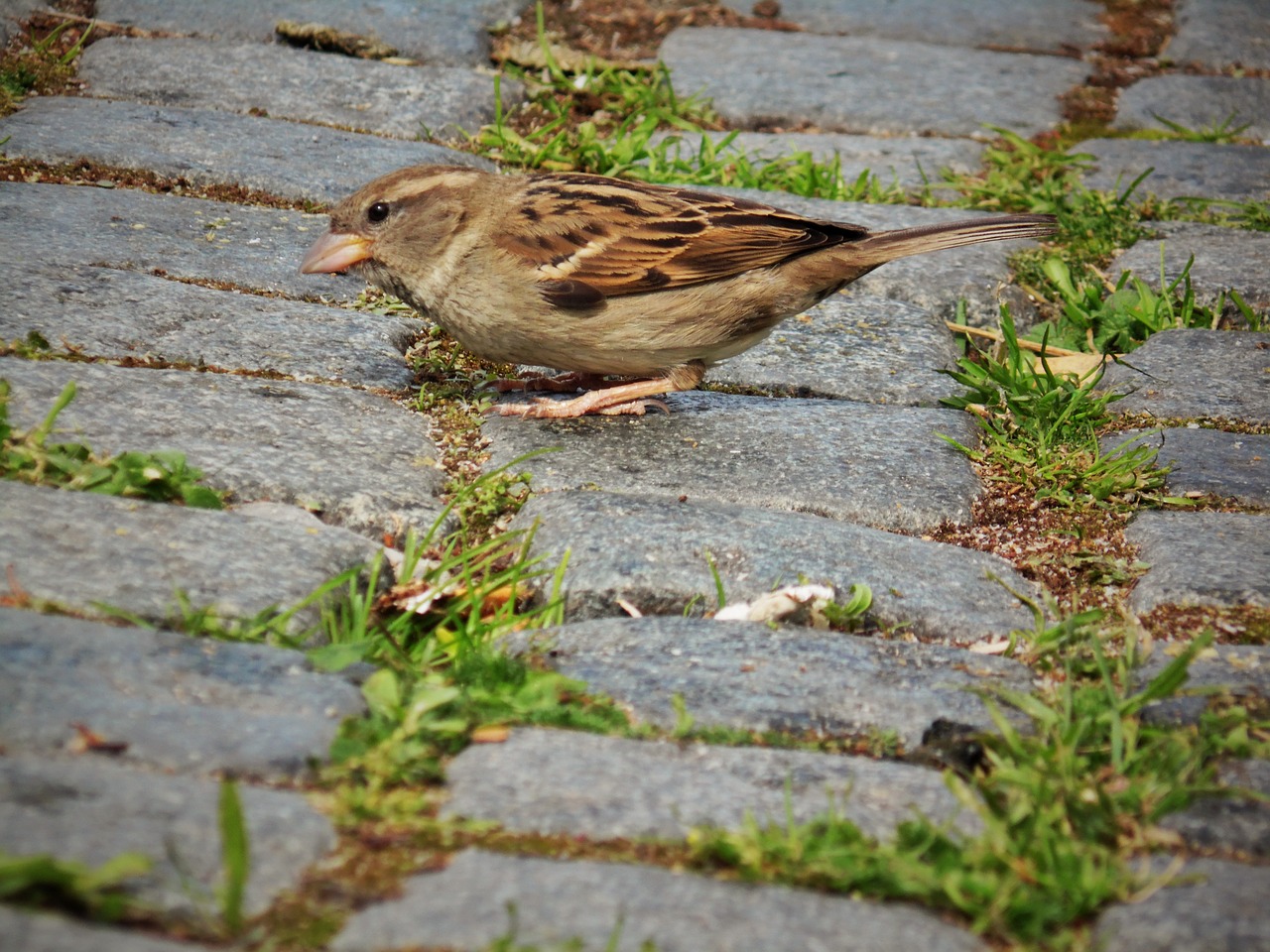 sparrow  close up  away free photo
