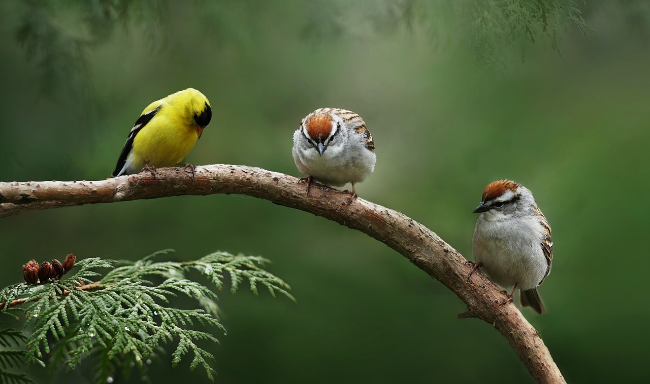 sparrow  american goldfinch  birds free photo