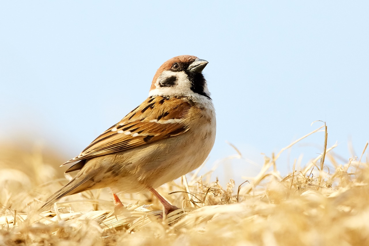 sparrow  bird  nature free photo