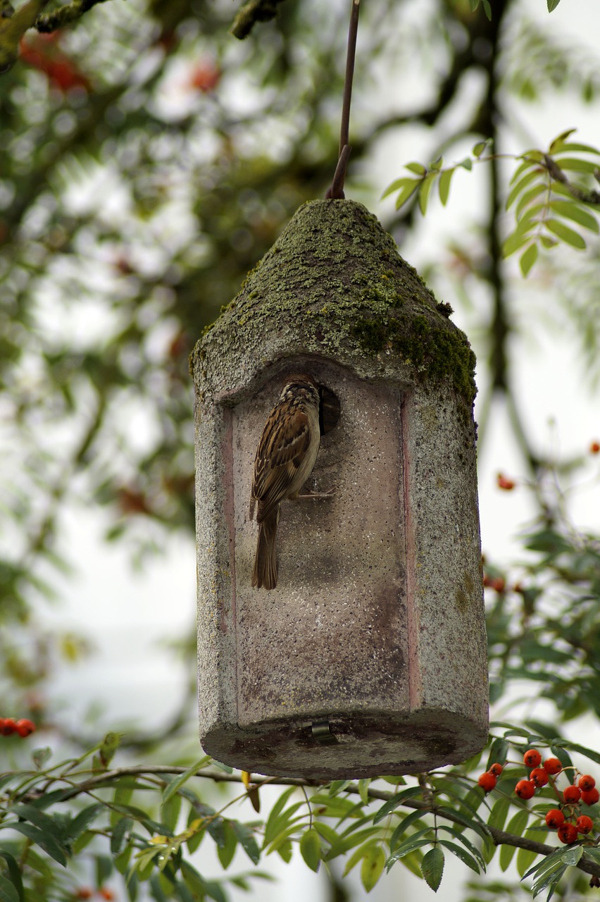 sparrow  bird  bird feeder free photo