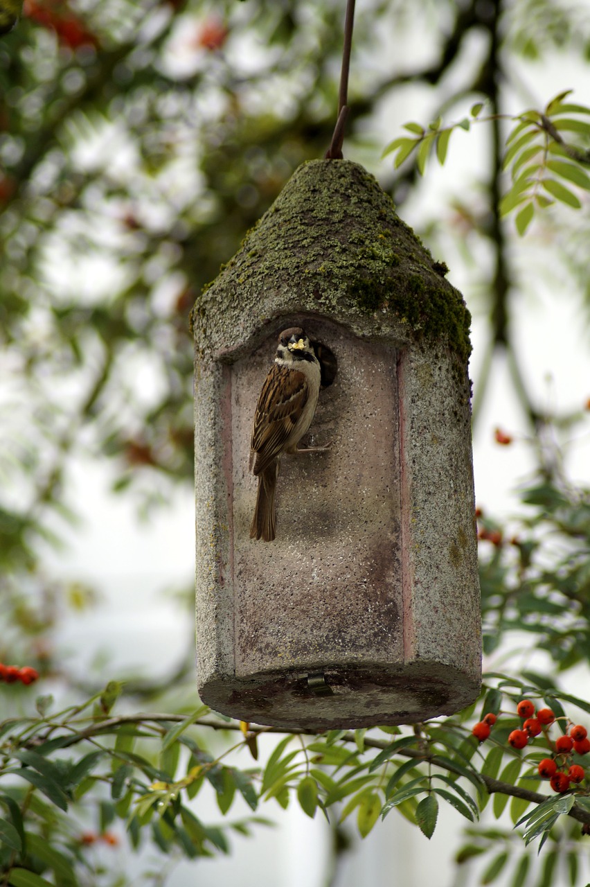 sparrow  bird  bird feeder free photo