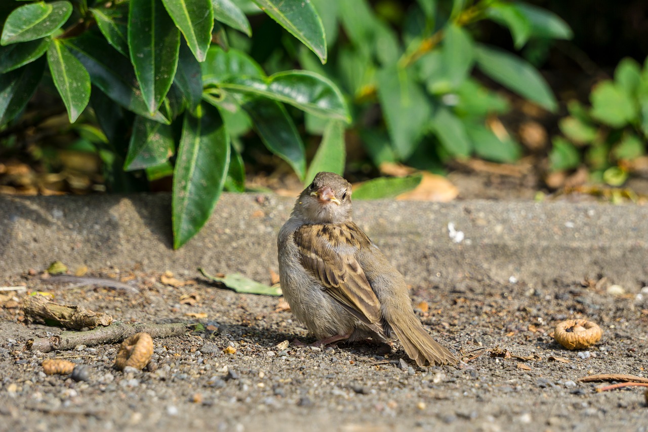 sparrow  bird  nature free photo